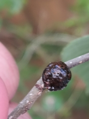 Insecta