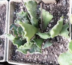 Adromischus cristatus