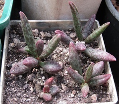Adromischus marianiae