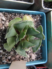 Adromischus cristatus