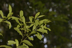 Tristaniopsis collina