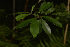 Tristaniopsis collina