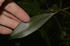 Tristaniopsis collina