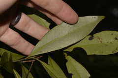 Tristaniopsis collina