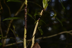 Tristaniopsis collina