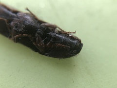 Coleoptera