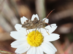 Centrocoris spiniger