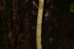 Tristaniopsis collina