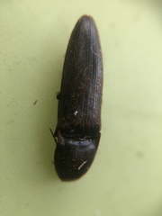 Coleoptera