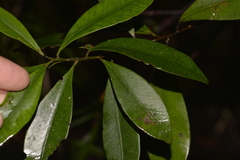 Tristaniopsis collina