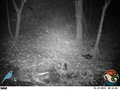 Spilogale angustifrons