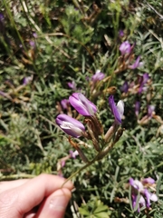 Astragalus temirensis