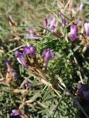 Astragalus temirensis