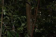 Draco quinquefasciatus
