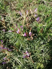 Astragalus temirensis
