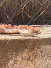 Podarcis liolepis
