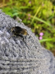 Criorhina