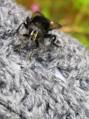 Criorhina