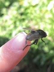 Criorhina