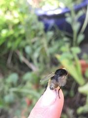 Criorhina