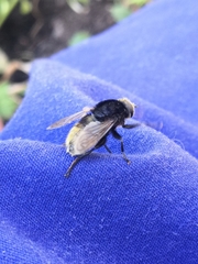 Criorhina