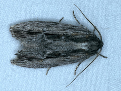 Agriophara confertella