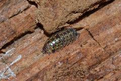 Armadillidium pictum