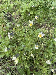 Viola arvensis