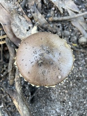 Stropharia formosa