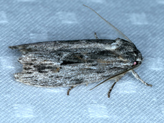Agriophara confertella