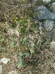 Marrubium incanum