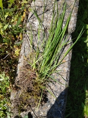 Festuca nigrescens