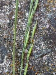 Festuca nigrescens