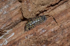 Armadillidium pictum