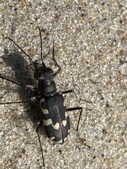 Cicindela
