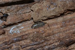 Armadillidium pictum