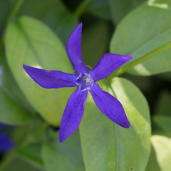 Vinca herbacea