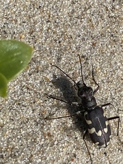 Cicindela