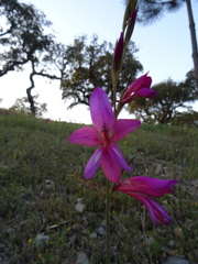 Gladiolus illyricus