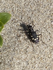 Cicindela