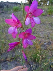 Gladiolus illyricus