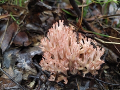 Ramaria botrytis