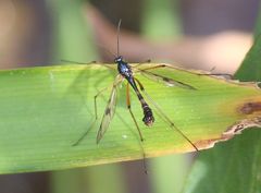 Ptychoptera contaminata