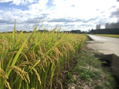 Oryza sativa