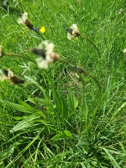 Plantago lanceolata
