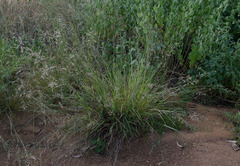 Eragrostis fallax