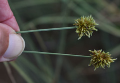 Cyperus holoschoenus
