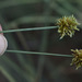 Cyperus holoschoenus - Photo (c) Russell Cumming, some rights reserved (CC BY-NC), uploaded by Russell Cumming