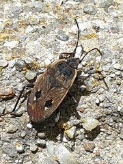 Graptopeltus lynceus