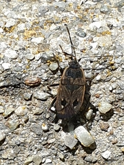 Graptopeltus lynceus